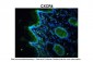 CXCR4 antibody - N-terminal region